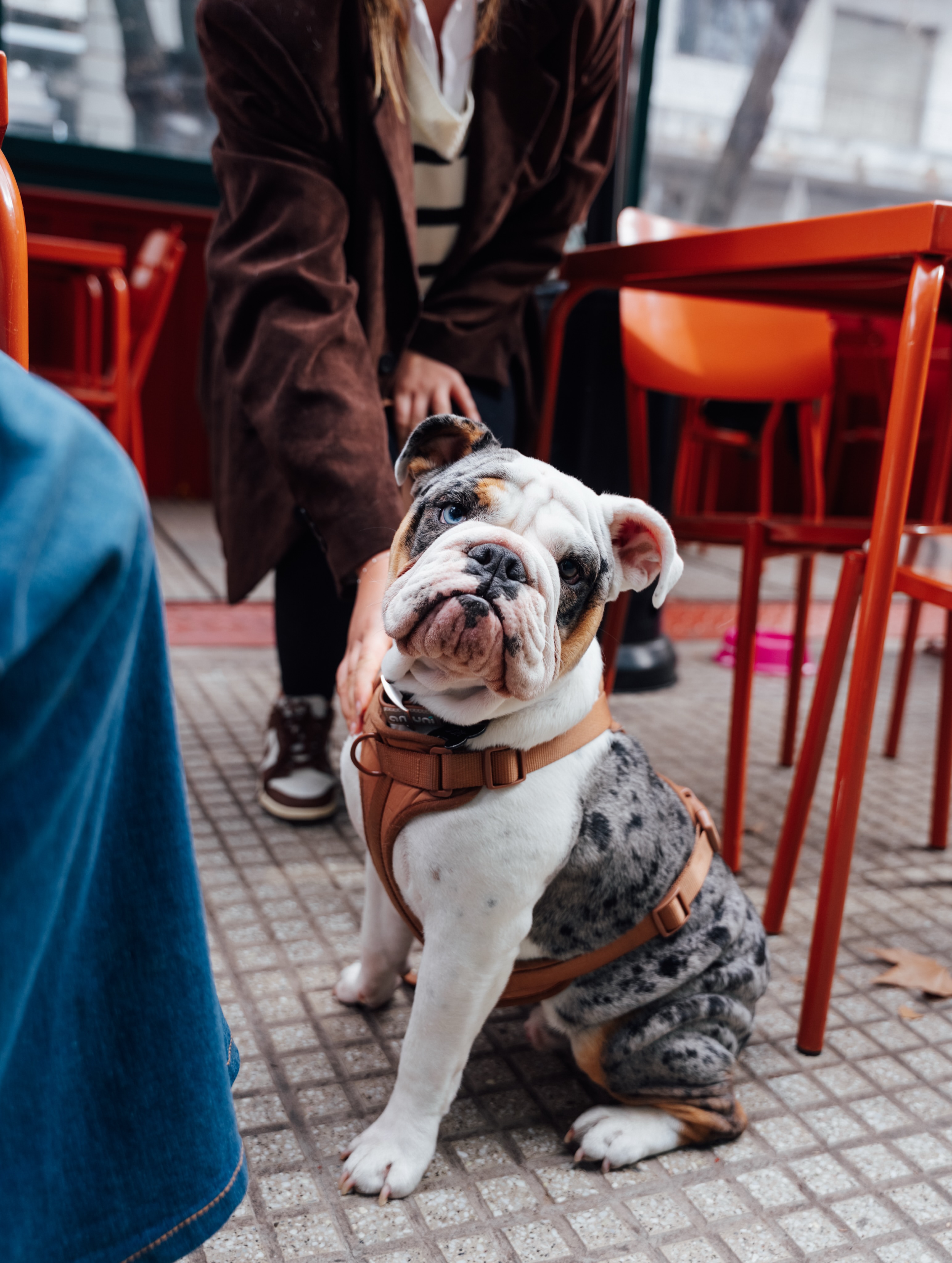 IL BRUNO